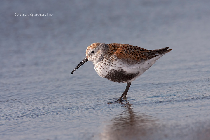 Photo - Dunlin