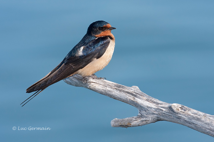 Photo - Hirondelle rustique