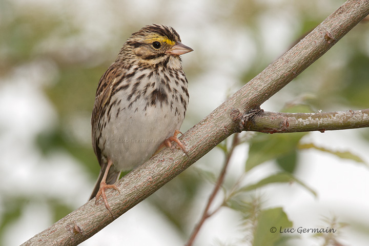 Photo - Savannah Sparrow