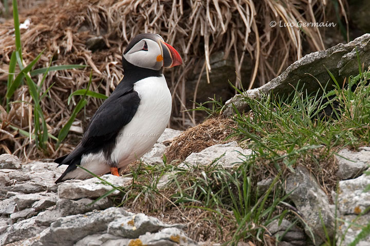 Photo - Atlantic Puffin