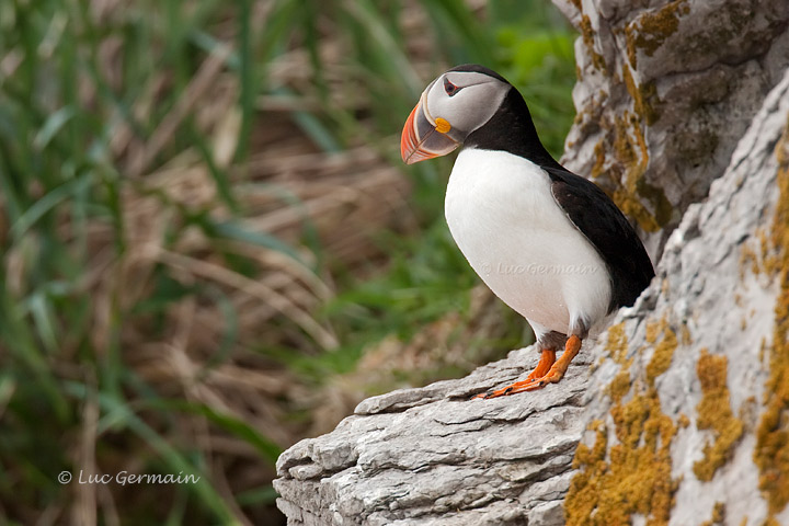 Photo - Atlantic Puffin