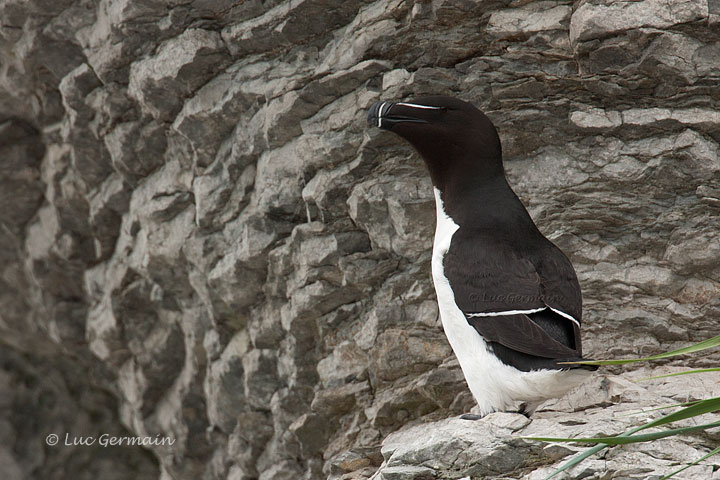 Photo - Razorbill