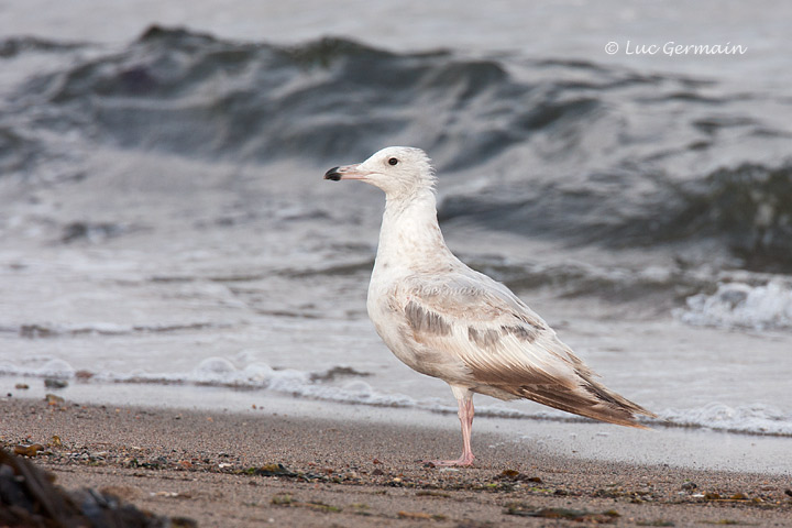 Photo - Herring Gull