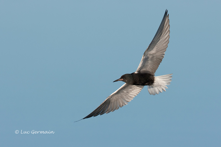 Photo - Black Tern