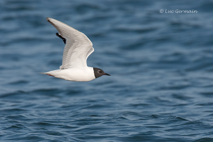 Photo - Mouette de Bonaparte