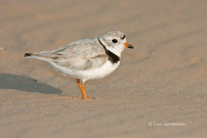 Photo - Piping Plover