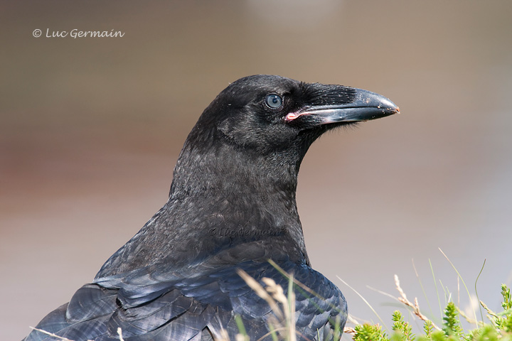 Photo - Grand Corbeau