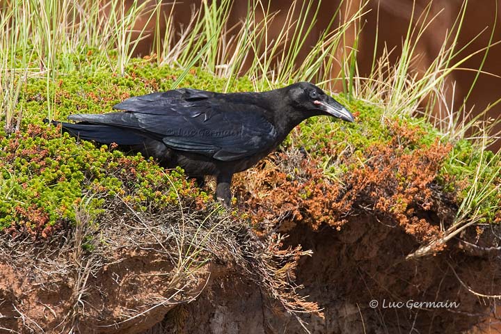 Photo - Common Raven