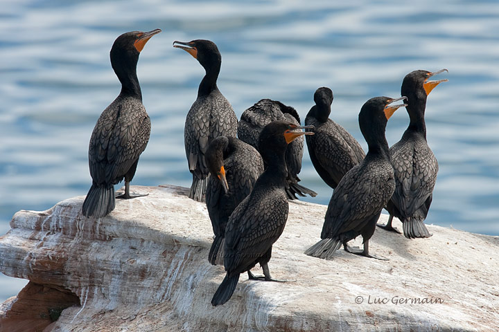 Photo - Double-crested Cormorant