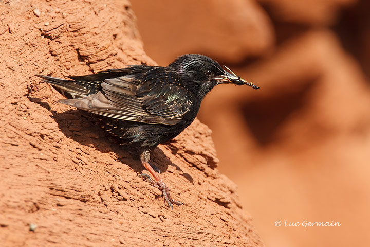 Photo - European Starling