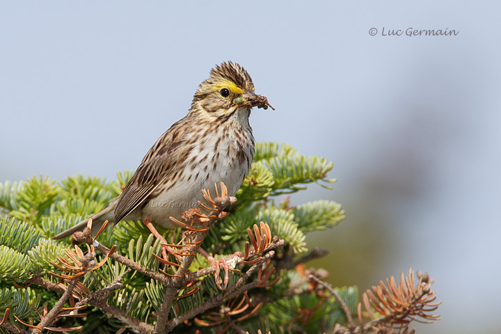 Photo - Savannah Sparrow