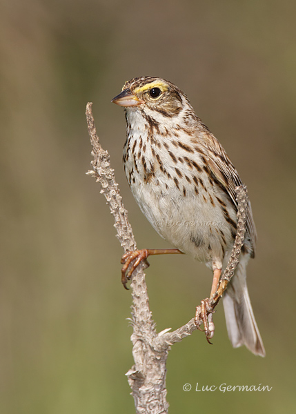 Photo - Bruant des prés