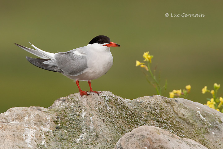 Photo - Common Tern