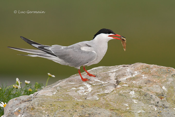 Photo - Common Tern