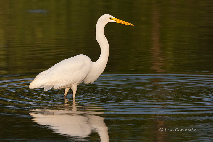 Photo - Great Egret