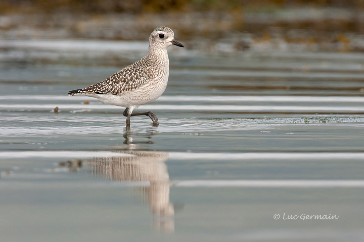 Photo - Black-bellied Plover