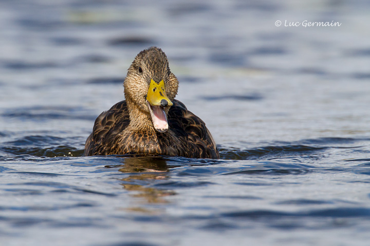 Photo - Canard noir