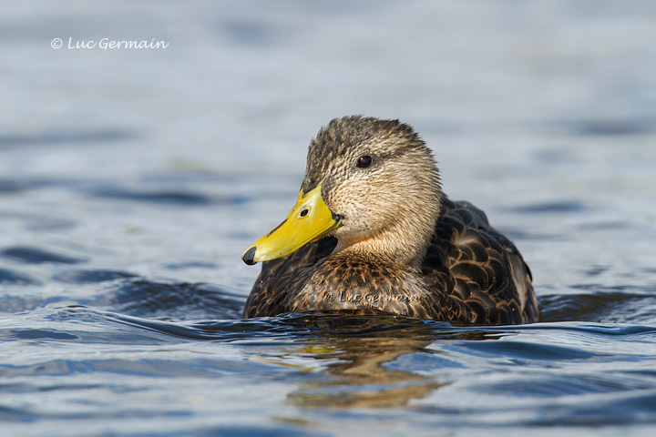 Photo - Canard noir