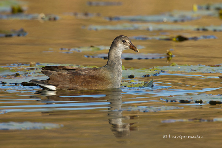 Photo - Gallinule d'Amérique