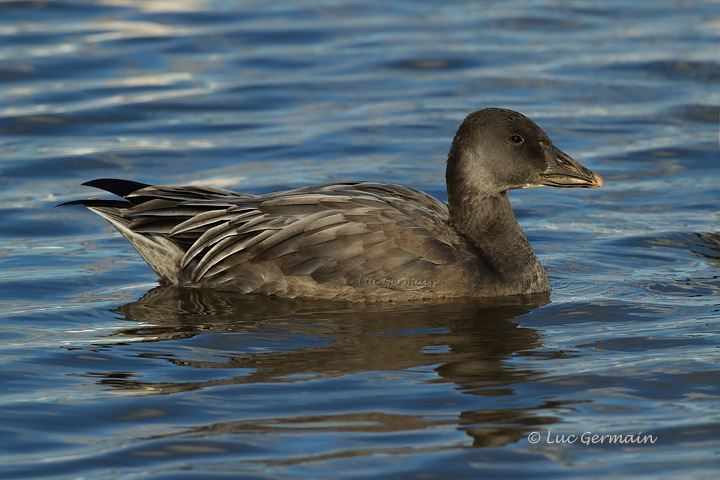 Photo - Snow Goose