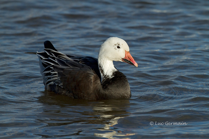 Photo - Snow Goose