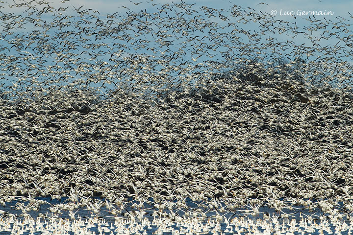 Photo - Snow Goose