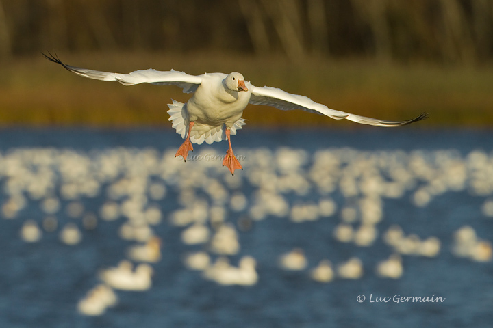 Photo - Oie des neiges