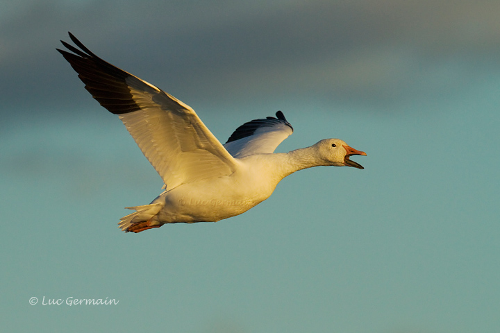 Photo - Snow Goose