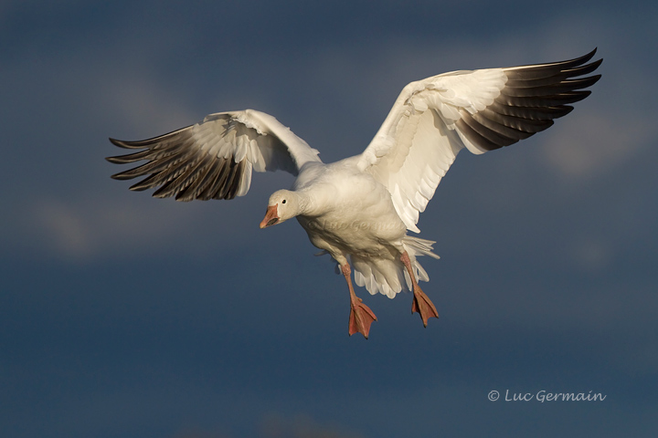 Photo - Snow Goose