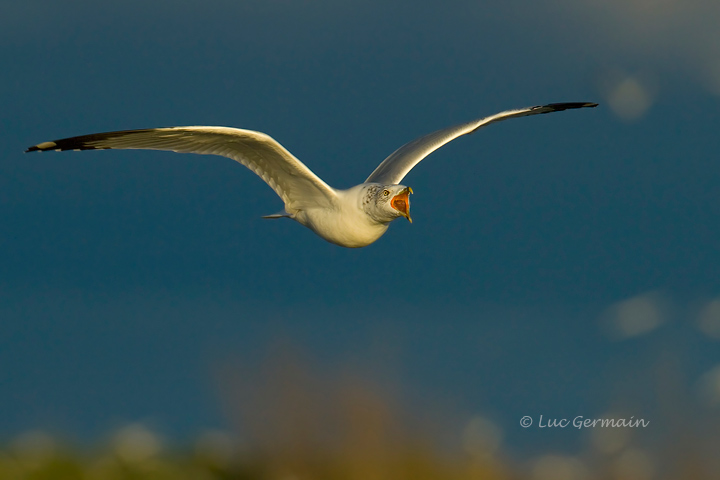 Photo - Ring-billed Gull