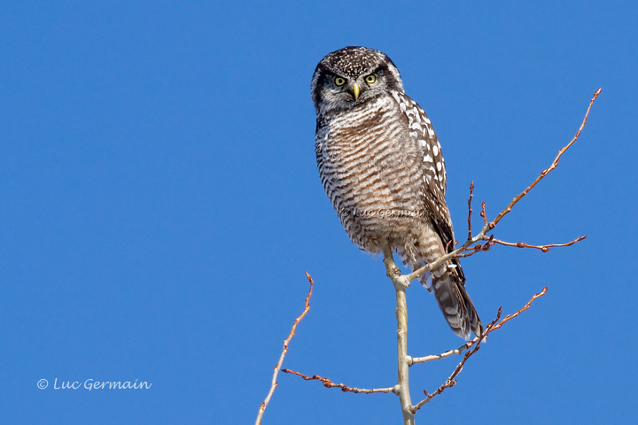 Photo - Northern Hawk Owl