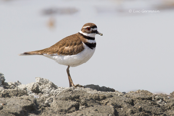 Photo - Killdeer