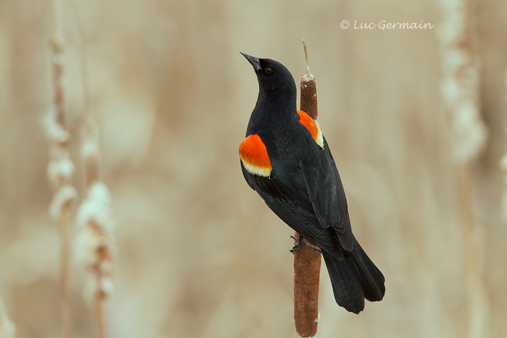 Photo - Red-winged Blackbird