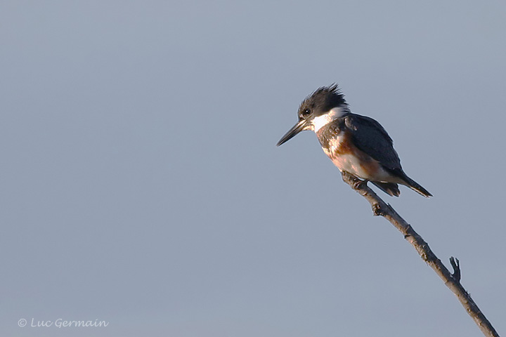 Photo - Martin-pêcheur d'Amérique