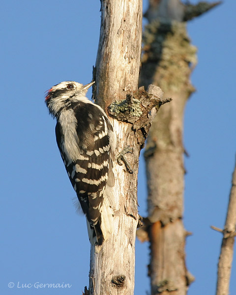 Photo - Downy Woodpecker