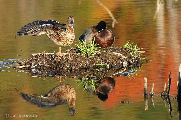 Photo - Canard colvert