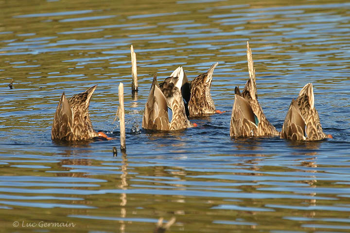 Photo - Canard colvert