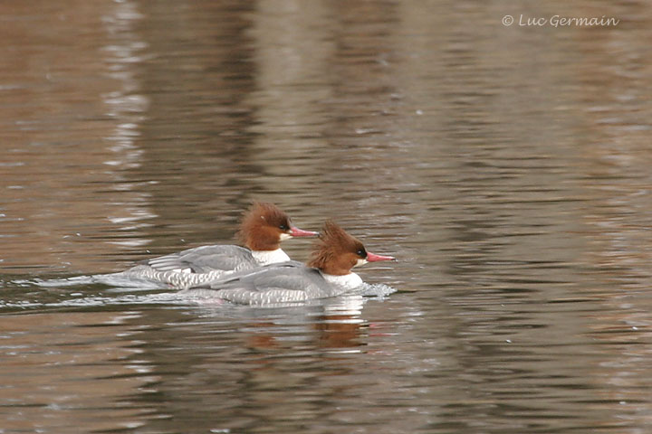 Photo - Common Merganser