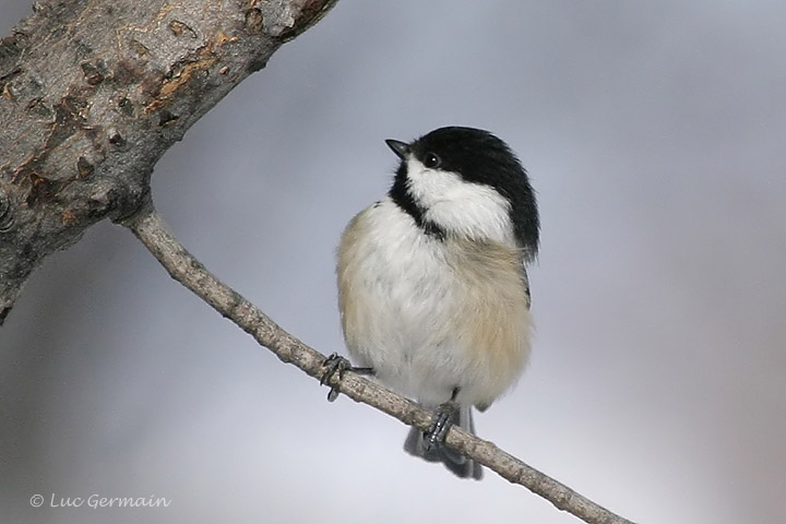 Photo - Mésange à tête noire