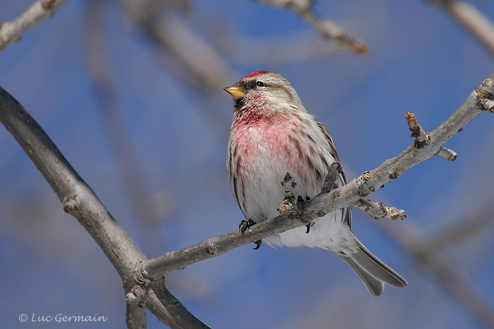 Photo - Common Redpoll