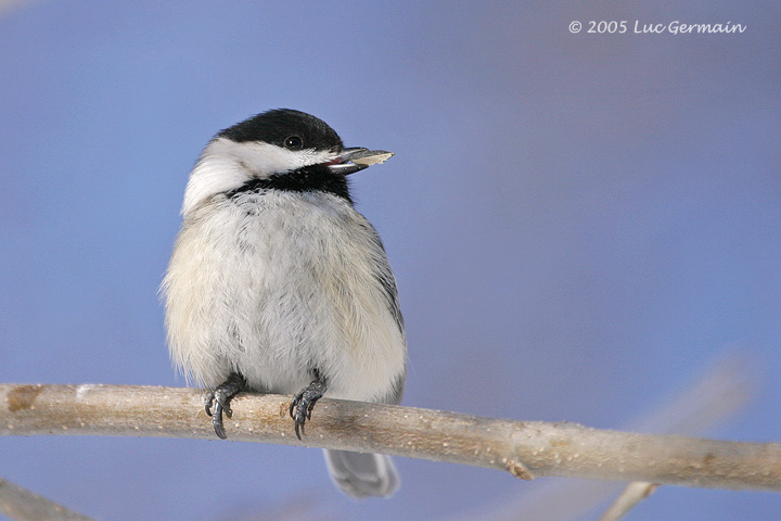 Photo - Mésange à tête noire