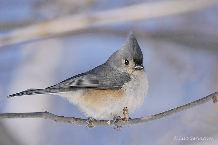 Photo - Tufted Titmouse