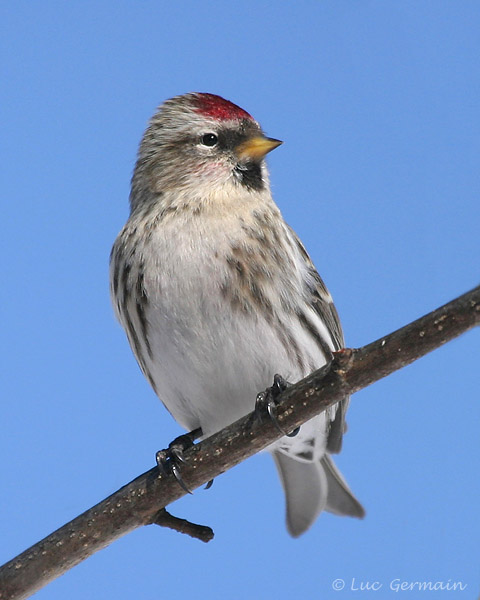 Photo - Common Redpoll