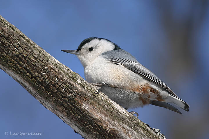 Photo - White-breasted Nuthatch