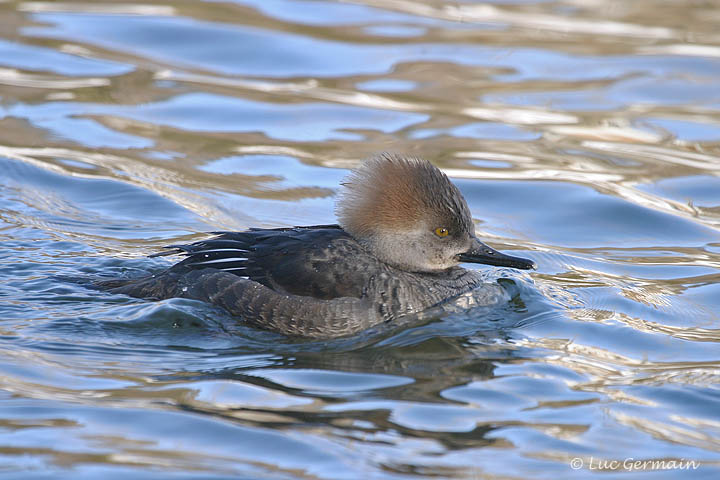 Photo - Hooded Merganser