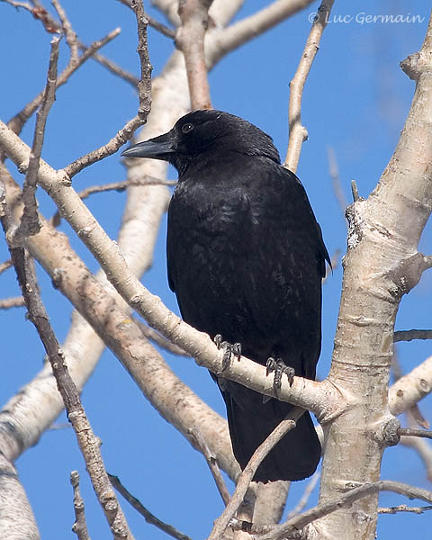 Photo - American Crow