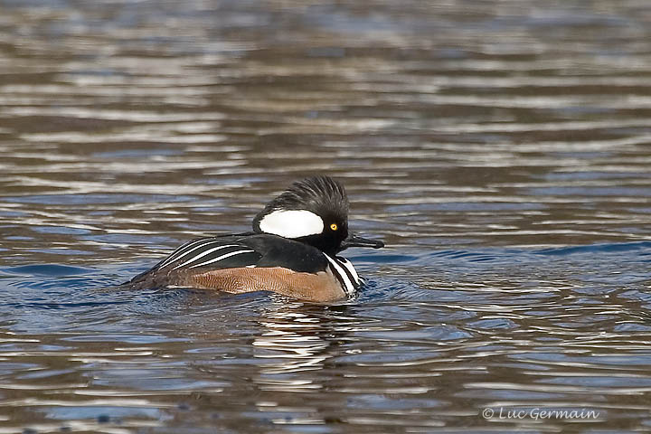 Photo - Hooded Merganser