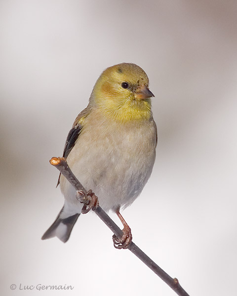 Photo - Chardonneret jaune