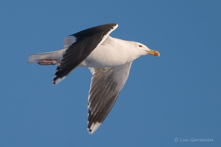 Photo - Great Black-backed Gull