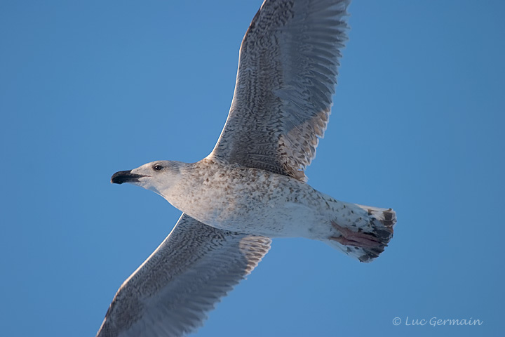 Photo - Great Black-backed Gull